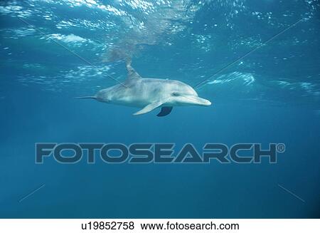 Stock Photo - Bottlenose dolphin (Tursiops truncatus) underwater, Bimini, Bahamas. Fotosearch