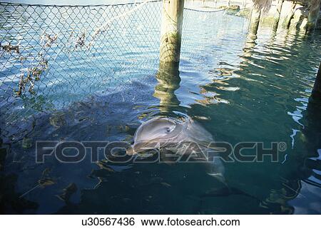 Stock Photograph - Bottlenose dolphin (Tursiops truncatus) in captivity. Thinner coastal race. Bahamas.. Fotosearch