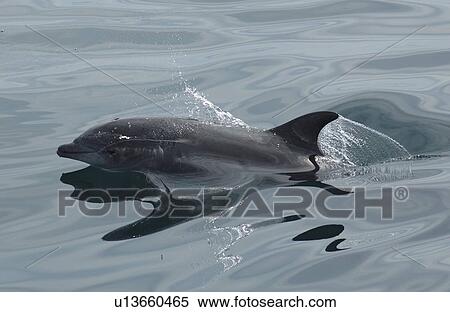 Stock Photography - Bottlenose Dolphin (Tursiops truncatus) in an oily grey sea. Gulf of California. (rr). Fotosearch