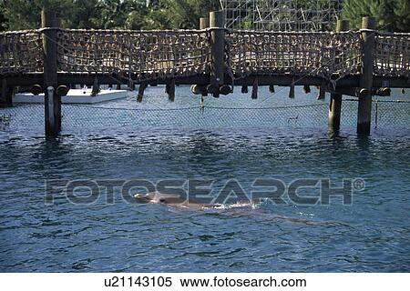 Bottlenose dolphin (Tursiops truncatus) in captivity. Bahamas View Large Photo Image Stock Photography - Bottlenose dolphin (Tursiops truncatus) in captivity. Bahamas. Fotosearch