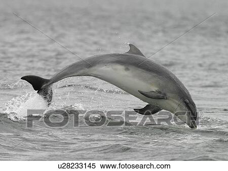Bottlenose dolphin (Tursiops truncatus truncatus) leaping clear of the water. Moray Firth, Scotland View Large Photo Image Stock Photography - Bottlenose dolphin (Tursiops truncatus truncatus) leaping clear of the water. Moray Firth, Scotland . Fotosearch