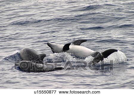 Stock Photo - Bottlenose dolphins playing at surface (Tursiops truncatus) Azores, Atlantic Ocean. Fotosearch
