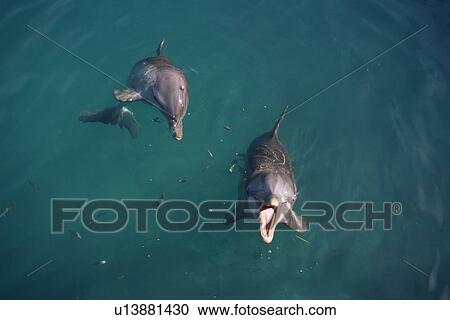 Stock Image - Bottlenose dolphins playing (Tursiops truncatus) Bahamas, in captive enclosure. Fotosearch