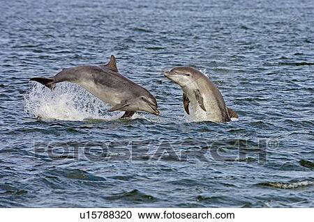 Bottlenose dolphins (Tursiops truncatus) breaching near the beach at Chanonry Point, Moray Firth, Scotland View Large Photo Image Stock Image - Bottlenose dolphins (Tursiops truncatus) breaching near the beach at Chanonry Point, Moray Firth, Scotland. Fotosearch