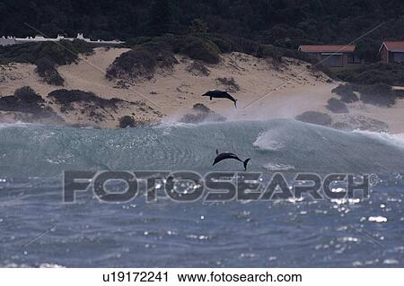 Stock Image - Bottlenose dolphins (Tursiops truncatus) surfing and jumping from the back of waves. Plettenberg Bay, South Africa. Fotosearch