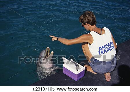Stock Photography - Bottlenose dolphins (Tursiops truncatus) and trainer. Being fed in an enclosure. Bahamas.. Fotosearch