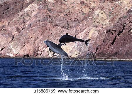 Stock Photo - Bottlenose Dolphins (Tursiops truncata) leaping near the coast. Sea of Cortez, Mexico. (rr). Fotosearch