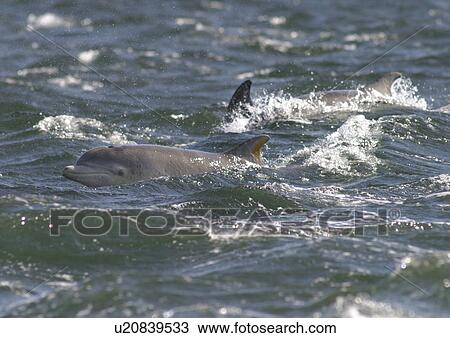 Stock Image - Bottlenose dolphins (Tursiops truncatus truncatus) feeding in the shallow rapids Chanonry Point in the Moray Firth, Scotland. Fotosearch