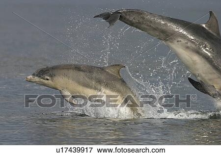 Stock Photo - Bottlenose dolphins (Tursiops truncatus truncatus), mother and calf leaping together. Moray Firth, Scotland. Fotosearch