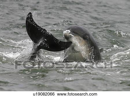 Stock Photograph - Bottlenose dolphins (Tursiops truncatus truncatus) play fighting with the tail of one and head of the other, together at the surface. Moray Firth, Scotland. Fotosearch