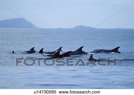 Bottlenose dolphins (Tursiops truncatus ) resting at the surface, in a large group for this area, near Isle of Skye. Hebrides, Scotland. View Large Photo Image Stock Photography - Bottlenose dolphins (Tursiops truncatus ) resting at the surface, in a large group for this area, near Isle of Skye. Hebrides, Scotland.. Fotosearch