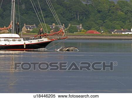 Bottlenose dolphins (Tursiops truncatus truncatus) bow riding a local sailing boat. Moray Firth, Scotland View Large Photo Image Stock Photography - Bottlenose dolphins (Tursiops truncatus truncatus) bow riding a local sailing boat. Moray Firth, Scotland. Fotosearch