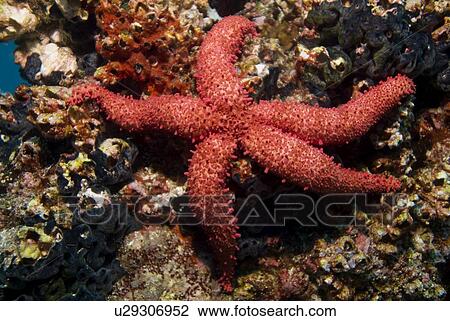 Stock Image - bradley star (Mythrodia bradleyi). Galapagos, Pacific Ocean. Fotosearch