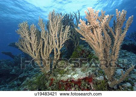 Stock Image - Branching corals, Acropora sp., Rongelap, Marshall Islands, Micronesia. Fotosearch