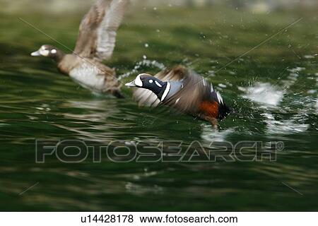 Breeding adult male and female harlequin ducks (Histrionicus histrionicus) in Red Bluff Bay on Baranof Island, Southeast Alaska. Pacific Ocean. Note the extremely brilliant coloration of the male duck in breeding plumage. View Large Photo Image Stock Photo - Breeding adult male and female harlequin ducks (Histrionicus histrionicus) in Red Bluff Bay on Baranof Island, Southeast Alaska. Pacific Ocean. Note the extremely brilliant coloration of the male duck in breeding plumage.. Fotosearch