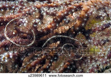 Brittlestar (Ophiothrix sp). Borneo, Malaysia View Large Photo Image Stock Image - Brittlestar (Ophiothrix sp). Borneo, Malaysia. Fotosearch