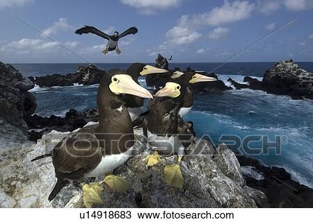 Stock Image - Brown boobies, Sula leucogaster, and bay, St. Peter and St. Paul's rocks, Brazil, Atlantic Ocean . Fotosearch