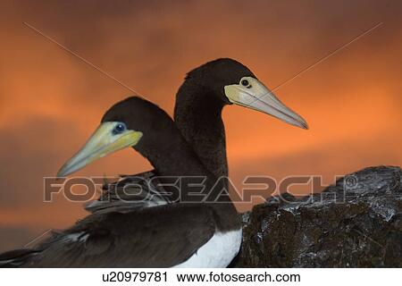 Stock Image - Brown boobies, Sula leucogaster, couple at dusk, St. Peter and St. Paul's rocks, Brazil, Atlantic Ocean . Fotosearch
