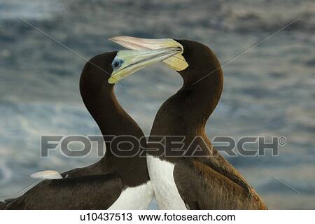 Stock Image - Brown boobies, Sula leucogaster, St. Peter and St. Paul's rocks, Brazil, Atlantic Ocean . Fotosearch