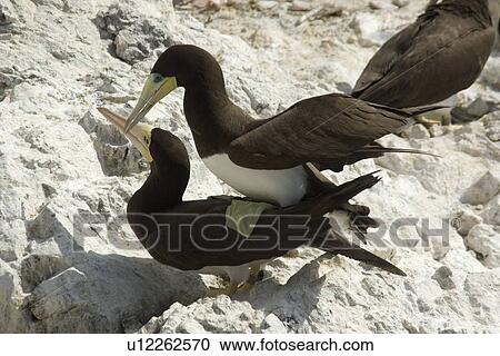 Stock Image - Brown boobies, Sula leucogaster, copulating, St. Peter and St. Paul's rocks, Brazil, Atlantic Ocean . Fotosearch