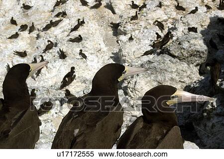 Brown boobies, Sula leucogaster, overlooking the rookery, St. Peter and St. Paul's rocks, Brazil, Atlantic Ocean View Large Photo Image Stock Photography - Brown boobies, Sula leucogaster, overlooking the rookery, St. Peter and St. Paul's rocks, Brazil, Atlantic Ocean . Fotosearch