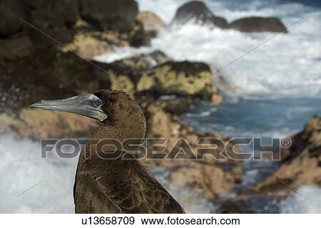 Brown booby, Sula leucogaster, and waves breaking, St. Peter and St. Paul's rocks, Brazil, Atlantic Ocean View Large Photo Image Stock Photo - Brown booby, Sula leucogaster, and waves breaking, St. Peter and St. Paul's rocks, Brazil, Atlantic Ocean. Fotosearch