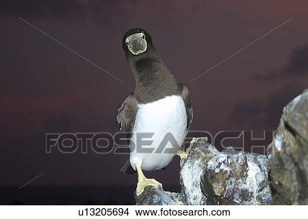 Brown booby, Sula leucogaster, at dusk, St. Peter and St. Paul's rocks, Brazil, Atlantic Ocean View Large Photo Image Picture - Brown booby, Sula leucogaster, at dusk, St. Peter and St. Paul's rocks, Brazil, Atlantic Ocean . Fotosearch