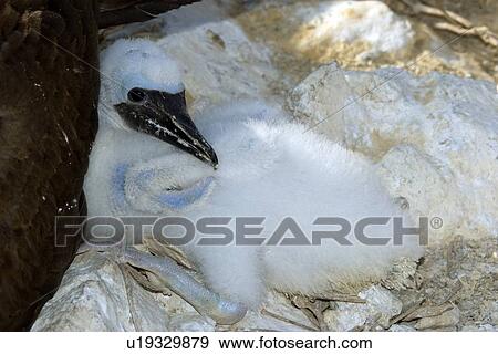 Stock Photo - Brown booby, Sula leucogaster, chick, St. Peter and St. Paul's rocks, Brazil, Atlantic Ocean . Fotosearch