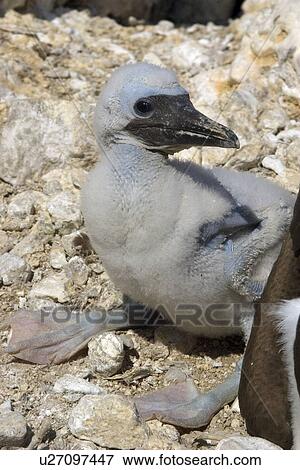 Stock Photo - Brown booby, Sula leucogaster, chick, St. Peter and St. Paul's rocks, Brazil, Atlantic Ocean . Fotosearch