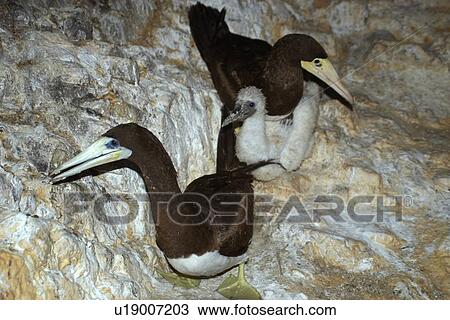 Stock Image - Brown booby, Sula leucogaster, family with chick, St. Peter and St. Paul's rocks, Brazil, Atlantic Ocean . Fotosearch