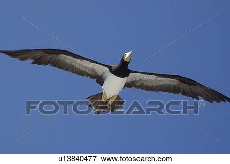 Brown booby, Sula leucogaster, flying, St. Peter and St. Paul's rocks, Brazil, Atlantic Ocean View Large Photo Image Stock Photo - Brown booby, Sula leucogaster, flying, St. Peter and St. Paul's rocks, Brazil, Atlantic Ocean . Fotosearch