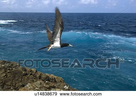 Brown booby, Sula leucogaster, flying, St. Peter and St. Paul's rocks, Brazil, Atlantic Ocean View Large Photo Image Stock Photo - Brown booby, Sula leucogaster, flying, St. Peter and St. Paul's rocks, Brazil, Atlantic Ocean . Fotosearch