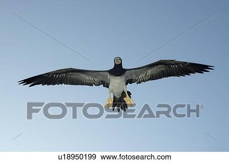 Brown booby, Sula leucogaster, flying, St. Peter and St. Paul's rocks, Brazil, Atlantic Ocean. (rr) View Large Photo Image Stock Photo - Brown booby, Sula leucogaster, flying, St. Peter and St. Paul's rocks, Brazil, Atlantic Ocean. (rr). Fotosearch