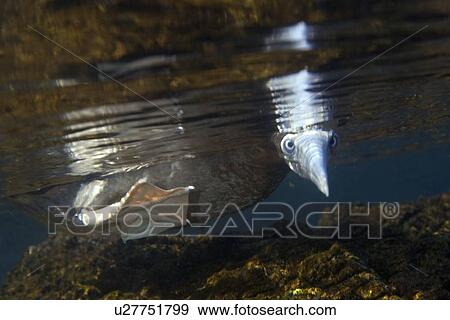 Brown booby, Sula leucogaster, foraging underwater, St. Peter and St. Paul's rocks, Brazil, Atlantic Ocean View Large Photo Image Stock Photo - Brown booby, Sula leucogaster, foraging underwater, St. Peter and St. Paul's rocks, Brazil, Atlantic Ocean . Fotosearch
