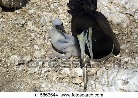 Picture - Brown booby, Sula leucogaster, male and chick, St. Peter and St. Paul's rocks, Brazil, Atlantic Ocean . Fotosearch
