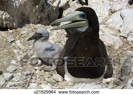 Picture - Brown booby, Sula leucogaster, male and chick, St. Peter and St. Paul's rocks, Brazil, Atlantic Ocean . Fotosearch