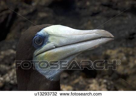 Brown booby, Sula leucogaster, male close up St. Peter and St. Paul's rocks, Brazil, Atlantic Ocean View Large Photo Image Stock Image - Brown booby, Sula leucogaster, male close up St. Peter and St. Paul's rocks, Brazil, Atlantic Ocean . Fotosearch