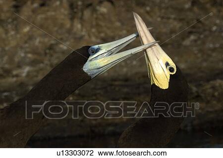 Stock Image - Brown booby, Sula leucogaster, male pecking at female, St. Peter and St. Paul's rocks, Brazil, Atlantic Ocean . Fotosearch