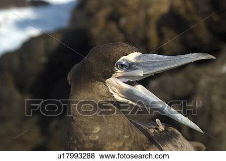 Brown booby, Sula leucogaster, mouth open, St. Peter and St. Paul's rocks, Brazil, Atlantic Ocean View Large Photo Image Stock Photo - Brown booby, Sula leucogaster, mouth open, St. Peter and St. Paul's rocks, Brazil, Atlantic Ocean . Fotosearch