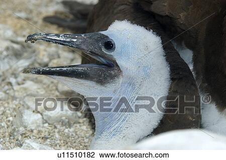 Stock Image - Brown booby, Sula leucogaster, newborn chick with mouth open, St. Peter and St. Paul's rocks, Brazil, Atlantic Ocean . Fotosearch