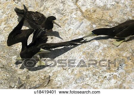 Stock Image - Brown booby, Sula leucogaster, pecking at intruder's wing, St. Peter and St. Paul's rocks, Brazil, Atlantic Ocean . Fotosearch