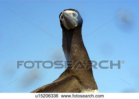 Stock Photograph - Brown booby, Sula leucogaster, St. Peter and St. Paul's rocks, Brazil, Atlantic Ocean . Fotosearch