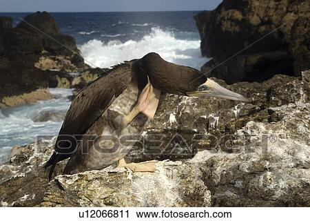Brown booby, Sula leucogaster, scratching head, St. Peter and St. Paul's rocks, Brazil, Atlantic Ocean View Large Photo Image Stock Image - Brown booby, Sula leucogaster, scratching head, St. Peter and St. Paul's rocks, Brazil, Atlantic Ocean . Fotosearch