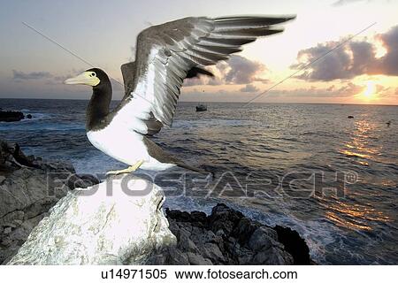 Brown booby, Sula leucogaster, with wings open, St. Peter and St. Paul's rocks, Brazil, Atlantic Ocean View Large Photo Image Stock Photography - Brown booby, Sula leucogaster, with wings open, St. Peter and St. Paul's rocks, Brazil, Atlantic Ocean. Fotosearch