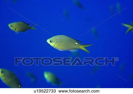 Brown chromis, Chromis multilineata, St. Peter and St. Paul's rocks, Brazil, Atlantic Ocean. (rr) View Large Photo Image Stock Image - Brown chromis, Chromis multilineata, St. Peter and St. Paul's rocks, Brazil, Atlantic Ocean. (rr). Fotosearch