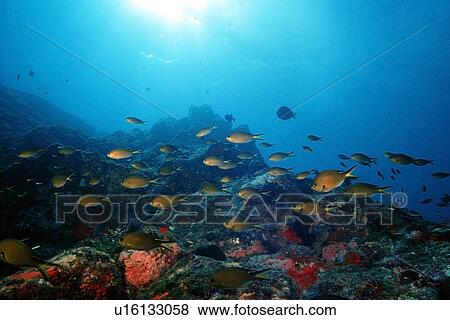 Stock Photo - Brown chromis swimming over rocks, Chromis multilineata, Morro de Fora, Fernando de Noronha national marine sanctuary, Pernambuco, Brazil (South Atlantic). Fotosearch