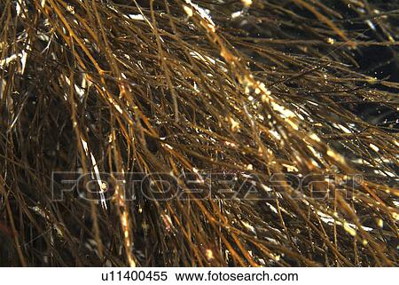 Stock Photography - Brown Mane (Dictyosiphon spp. ), view very indicative of species showing many fronds like a horse's mane, St Abbs, Scotland, UK North Sea. Fotosearch