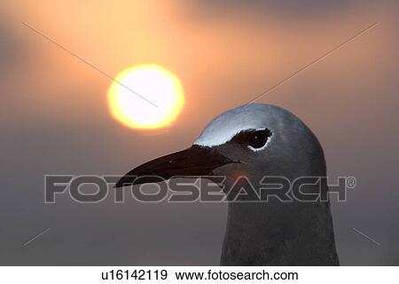 Stock Photo - Brown noddy, Anous stolidus, and sunset, St. Peter and St. Paul's rocks, Brazil, Atlantic Ocean . Fotosearch