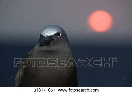 Brown noddy, Anous stolidus, and sun St. Peter and St. Paul's rocks, Brazil, Atlantic Ocean View Large Photo Image Stock Photo - Brown noddy, Anous stolidus, and sun St. Peter and St. Paul's rocks, Brazil, Atlantic Ocean . Fotosearch