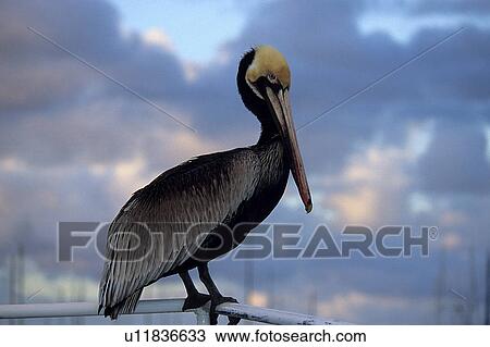 Stock Image - Brown pelican (Pelecanus occidentalis) sitting in front of the sky at sunset. National marine sanctuary, Monterey bay, California Pacific ocean, USA.. Fotosearch